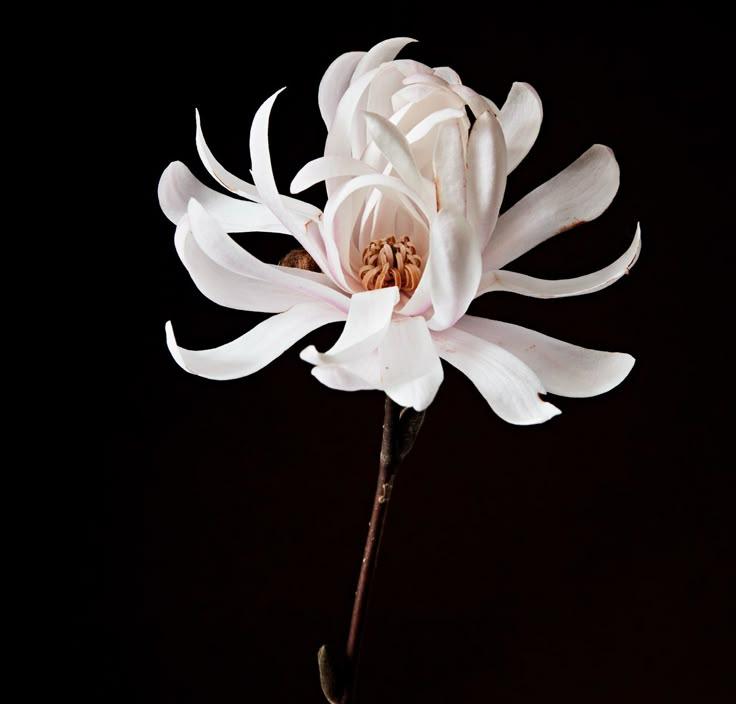 Enchanted Twilight Petal Symphony