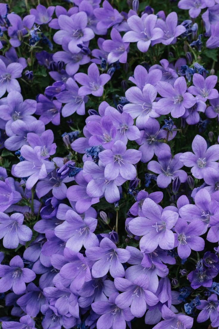 Eternal Spring's Fragrant Canvas
